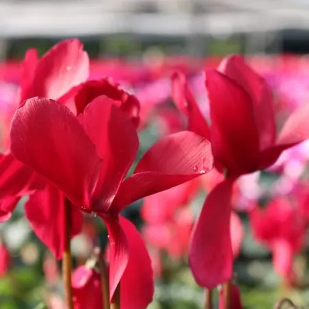 Ibarrondo Etxea Εξοχικό σπίτι *