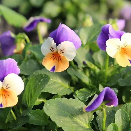 Ibarrondo Etxea Hétvégi ház Mungia